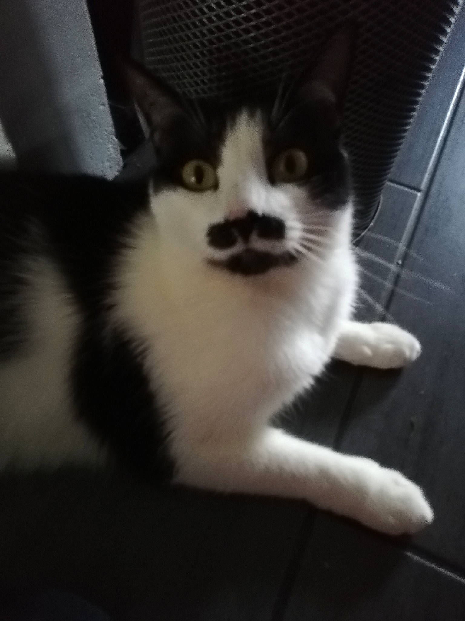 Moustache participe au concours pour gagner de l'argent avec cette photo : aegean_cat, black_and_white, carnivore, cat, domestic_short_haired_cat, ear, european_shorthair, eye, felidae, fur, kitten, leg, polydactyl_cat, small_to_medium_sized_cats, square, tail, whiskers