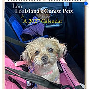 Punkin is registered to the contest to win money with this photo: animal, calendar, car_seat, cute, dog, indoor, looking, mobile, pet, pink, promotion, screen, scruffy, seatbelt, sitting, straps, text_overlay, vehicle, webpage, website
