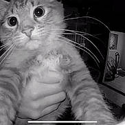 Milo is registered to the contest to win money with this photo: cat, animal, close_up, black_and_white, whiskers, wide_eyes, hand, person, indoor, window, curtains, furniture, room, vacuum_cleaner, stone_wall, floor, curious, surprised, pet, portrait