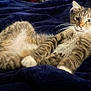 cat, tabby, fluffy, relaxed, posing, indoor, pet, animal, whiskers, fur, paws, blanket, blue, cozy, cute, lying_down, resting, mammal, domestic, feline