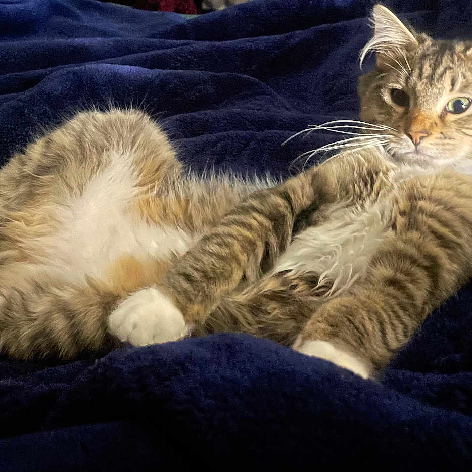 Milo is registered to the contest to win money with this photo: animal, blanket, blue, cat, cozy, cute, domestic, feline, fluffy, fur, indoor, lying_down, mammal, paws, pet, posing, relaxed, resting, tabby, whiskers