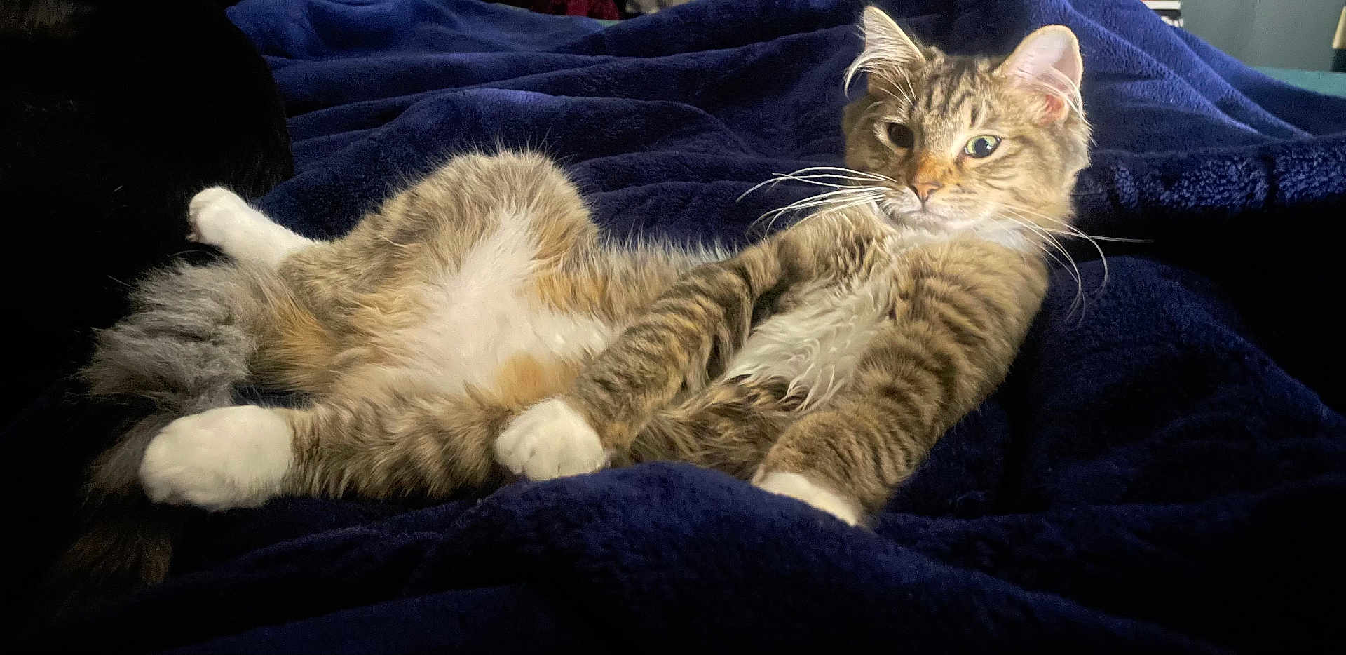 Milo is registered to the contest to win money with this photo: cat, tabby, fluffy, relaxed, posing, indoor, pet, animal, whiskers, fur, paws, blanket, blue, cozy, cute, lying_down, resting, mammal, domestic, feline