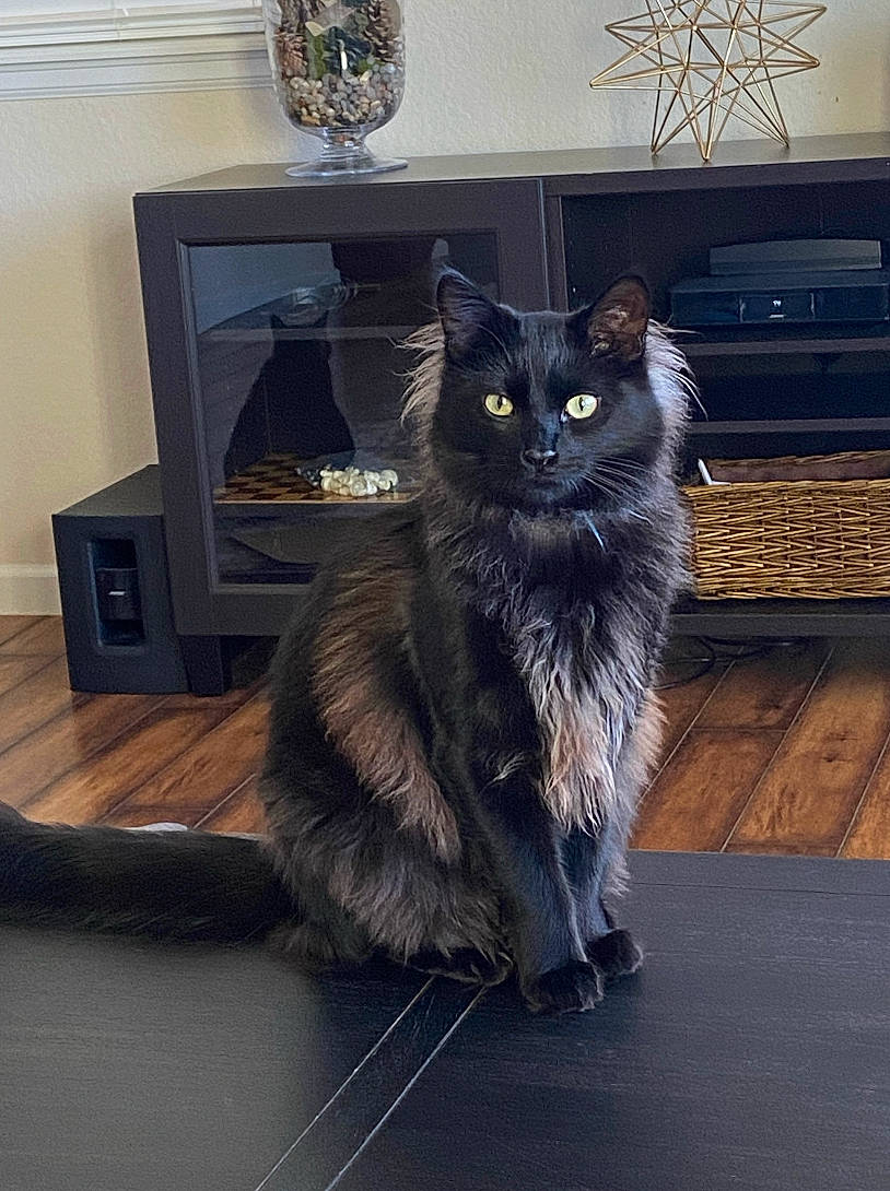 Kodak joined the competition — help win amazing prizes! automotive_tire, black_cat, carnivore, cat, domestic_short_haired_cat, felidae, floor, flooring, fur, grey, hardwood, laminate_flooring, living_room, paw, shelf, small_to_medium_sized_cats, snout, tail, whiskers, wood