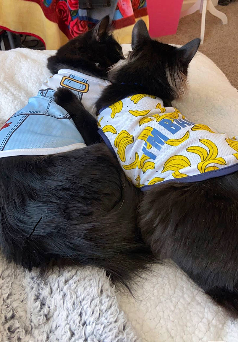 Kodak is registered to the contest to win money with this photo: black_cat, carnivore, cat_supply, collar, comfort, companion_dog, dog, dog_breed, dog_supply, fawn, felidae, fur, mammal, pet_supply, small_to_medium_sized_cats, snout, tail, vertebrate, whiskers, working_animal