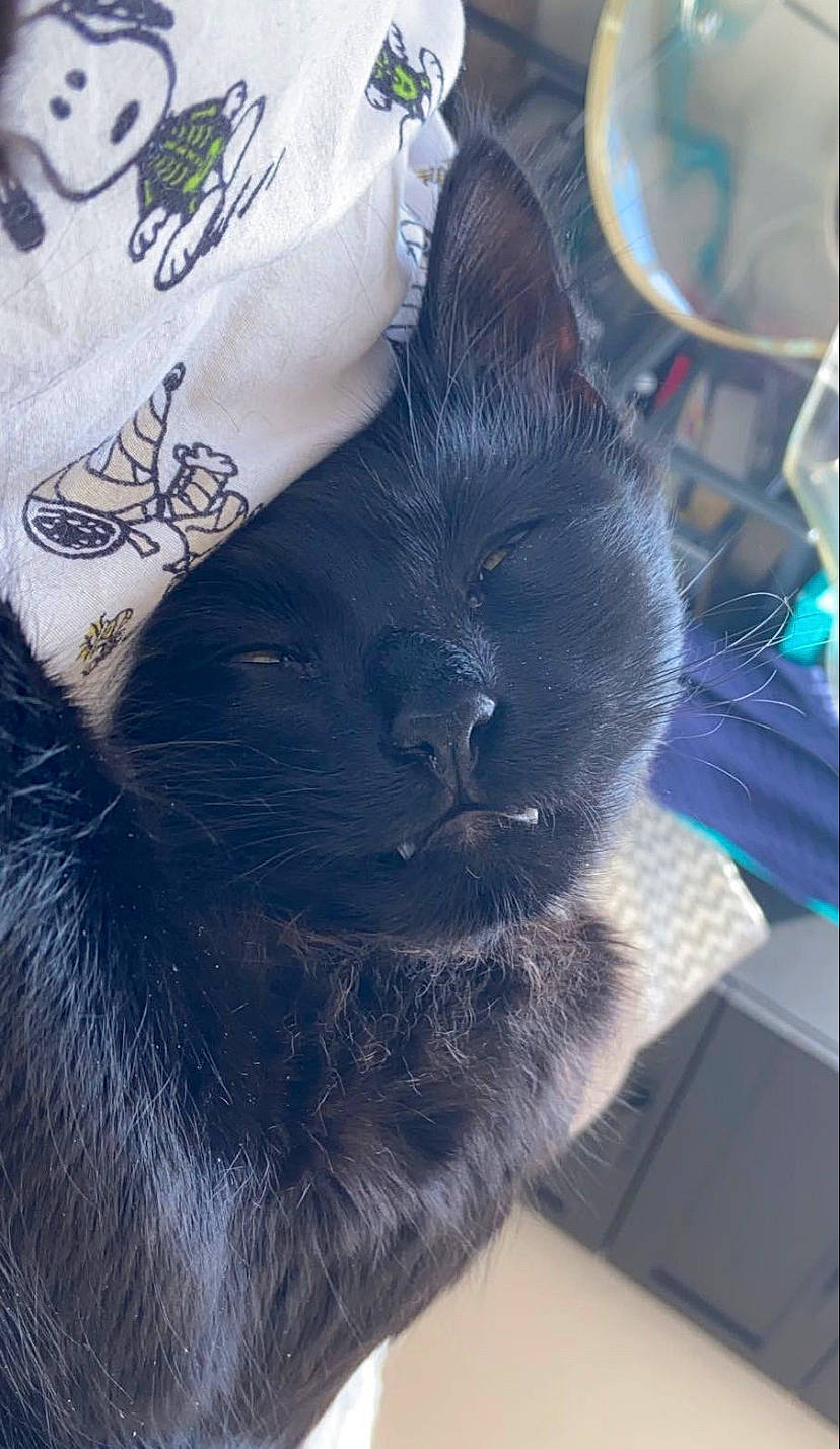 Kodak is registered to the contest to win money with this photo: black_cat, carnivore, cat, cloud, comfort, domestic_short_haired_cat, electric_blue, felidae, fur, grey, mammal, nap, paw, russian_blue, small_to_medium_sized_cats, snout, square, tail, whiskers