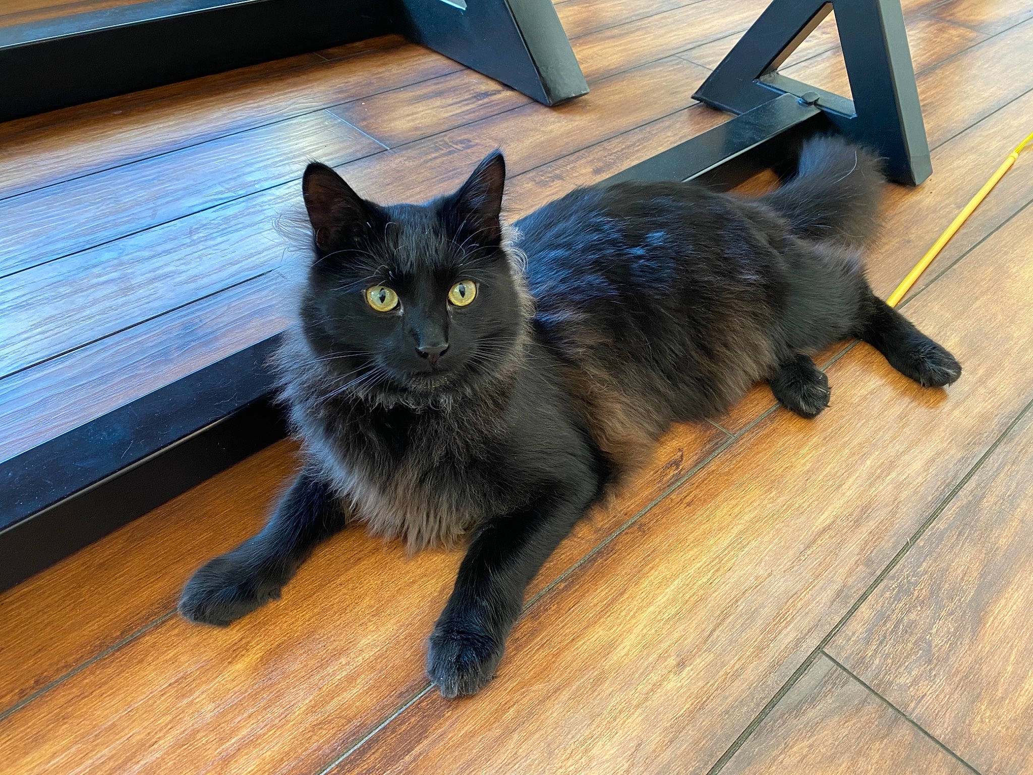 Kodak joined the competition — help win amazing prizes! black_cat, bombay, carnivore, cat, chair, domestic_short_haired_cat, felidae, floor, flooring, grey, hardwood, laminate_flooring, small_to_medium_sized_cats, snout, tail, varnish, whiskers, wood, wood_flooring, wood_stain