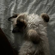 Vaya a rejoint le concours — aidez-le/la à gagner de superbes lots ! cat, kitten, fluffy, long_haired_cat, ragdoll, pet, bed, blanket, fur, paws, whiskers, portrait, indoor, cozy, relaxed, lying_on_back, closeup, soft_lighting, texture, cute