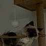 cat, ragdoll_cat, pet, feline, blue_eyes, cat_tree, sisal_post, bubble_hammock, hanging_toy, pom_pom, indoor, wall, wood, transparent, relaxing, curious, whiskers, paw, fur, portrait