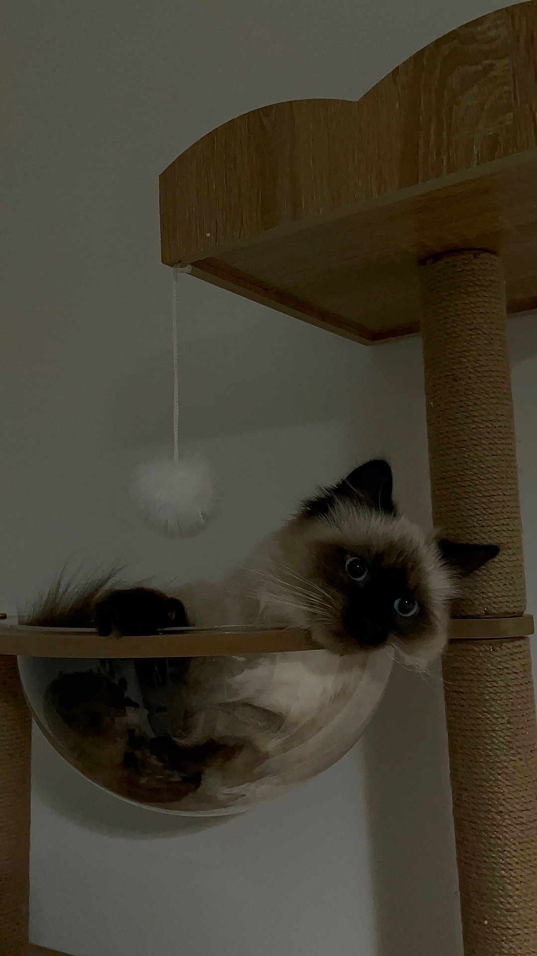Vaya participe au concours pour gagner de l'argent avec cette photo : cat, ragdoll_cat, pet, feline, blue_eyes, cat_tree, sisal_post, bubble_hammock, hanging_toy, pom_pom, indoor, wall, wood, transparent, relaxing, curious, whiskers, paw, fur, portrait