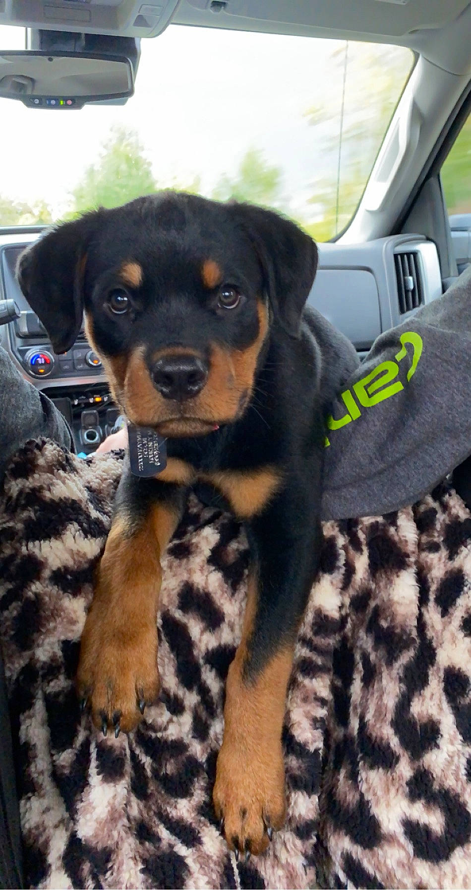 Bentley joined the competition — help win amazing prizes! austrian_black_and_tan_hound, canidae, carlin_pinscher, carnivore, companion_dog, dog, dog_breed, fawn, huntaway, hunting_dog, mammal, polish_hunting_dog, puppy, rottweiler, snout, sporting_group, vertebrate, working_dog