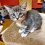 animal, cat, cat_perch, curious, cute, domestic, furniture, fuzzy_surface, gray_tabby, indoor, kitten, person, pet, red_wall, scratching_post, small, white_chest, white_paws, wooden_floor, young