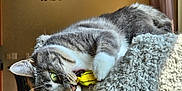 Precious is registered to the contest to win money with this photo: cat, cat_tree, chairs, chandelier, cozy, curtains, dining_table, feline, fur, gray_and_white_cat, home, indoor, nibbling, paws, pet, playful, toy, whiskers, window, wooden_floor