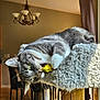 cat, cat_tree, chairs, chandelier, cozy, curtains, dining_table, feline, fur, gray_and_white_cat, home, indoor, nibbling, paws, pet, playful, toy, whiskers, window, wooden_floor