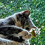 Precious joined the competition — help win amazing prizes! animal, cat, closeup, curious, cute, ears, feline, furry, green_leaves, leafy_background, nature, outdoor, paw, perch, pet, playful, relaxed, soft_texture, sunlight, whiskers