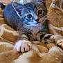 animal, blanket, cat, closeup, cozy, curious, cute, feline, fur, indoor, kitten, mammal, paw, pet, playful, relaxed, soft, tabby, whiskers, young