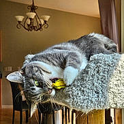 Precious joined the competition — help win amazing prizes! cat, tabby, toy, cat_tree, indoor, furniture, wooden_floor, dining_chair, chandelier, curtain, playful, pet, whiskers, feline, green_eyes, houseplant, cozy, relaxed, paw, fur