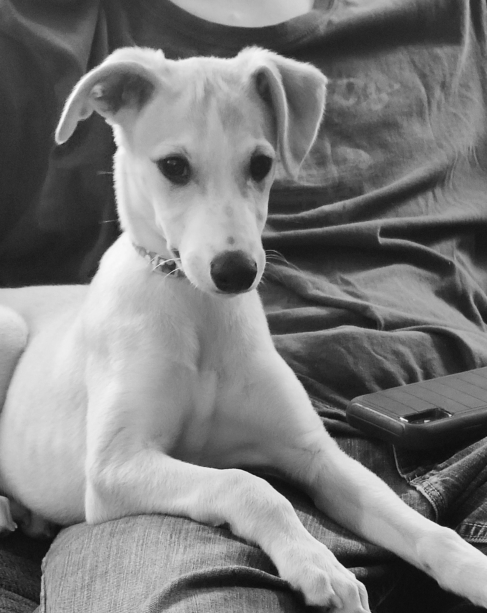 Noah is registered to the contest to win money with this photo: black_and_white, canidae, carnivore, collar, comfort, companion_dog, dog, dog_breed, dog_collar, fawn, monochrome, monochrome_photography, snout, sporting_group, street_dog, style, toy_dog, whiskers, white, working_animal