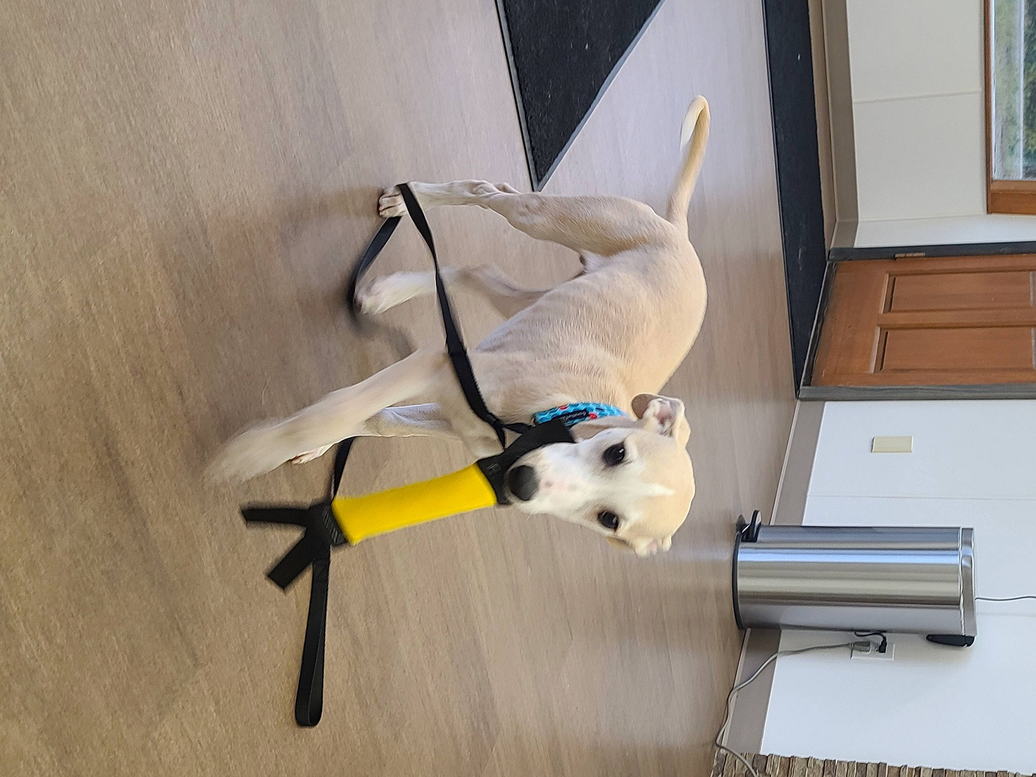 Noah is registered to the contest to win money with this photo: canidae, carnivore, collar, companion_dog, dog, dog_breed, dog_collar, dog_supply, fawn, flooring, hardwood, laminate_flooring, paper, pet_supply, room, sporting_group, tail, window, wood, working_animal