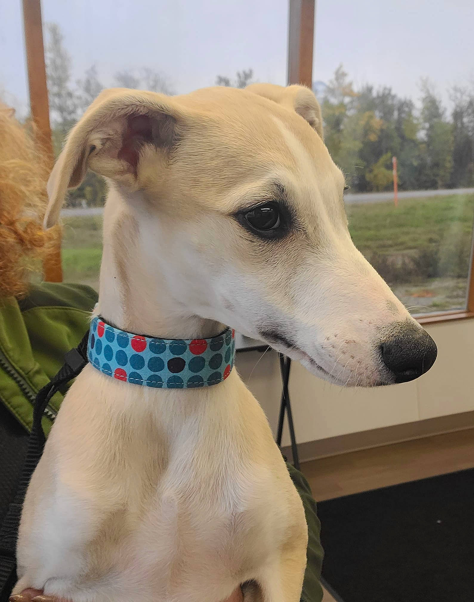 Noah joined the competition — help win amazing prizes! canidae, carnivore, collar, companion_dog, dog, dog_breed, dog_collar, dog_supply, fawn, mammal, pet_supply, sighthound, sky, snout, sporting_group, tie, tire, vertebrate, whiskers, working_animal