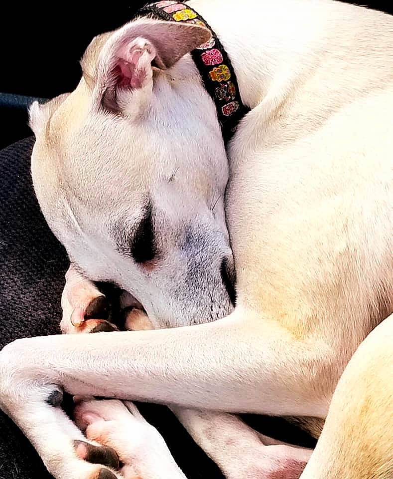 Saga is registered to the contest to win money with this photo: american_bulldog, canidae, carnivore, dog, dog_breed, dogo_argentino, ear, fawn, hand, nap, non_sporting_group, paw, pit_bull, pointer, puppy, puppy_love, sleep, snout