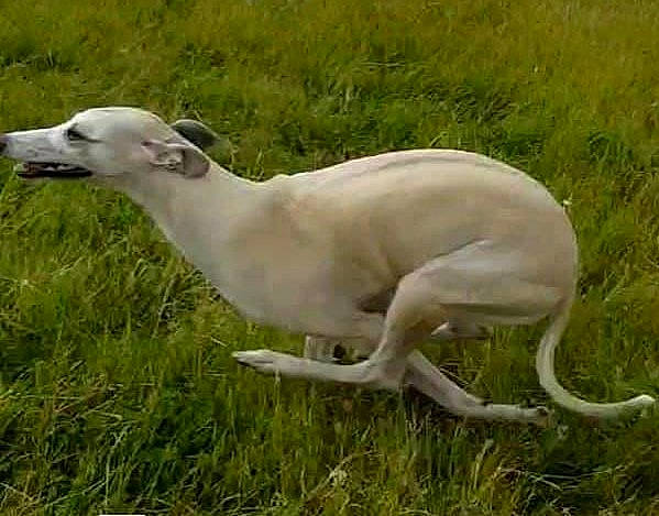 Saga is registered to the contest to win money with this photo: canidae, carnivore, chippiparai, dog, dog_breed, galgo_espanol, grass, greyhound, hortaya_borzaya, italian_greyhound, longhaired_whippet, lurcher, magyar_agar, mammal, mudhol_hound, polish_greyhound, rampur_greyhound, sighthound, vertebrate, whippet