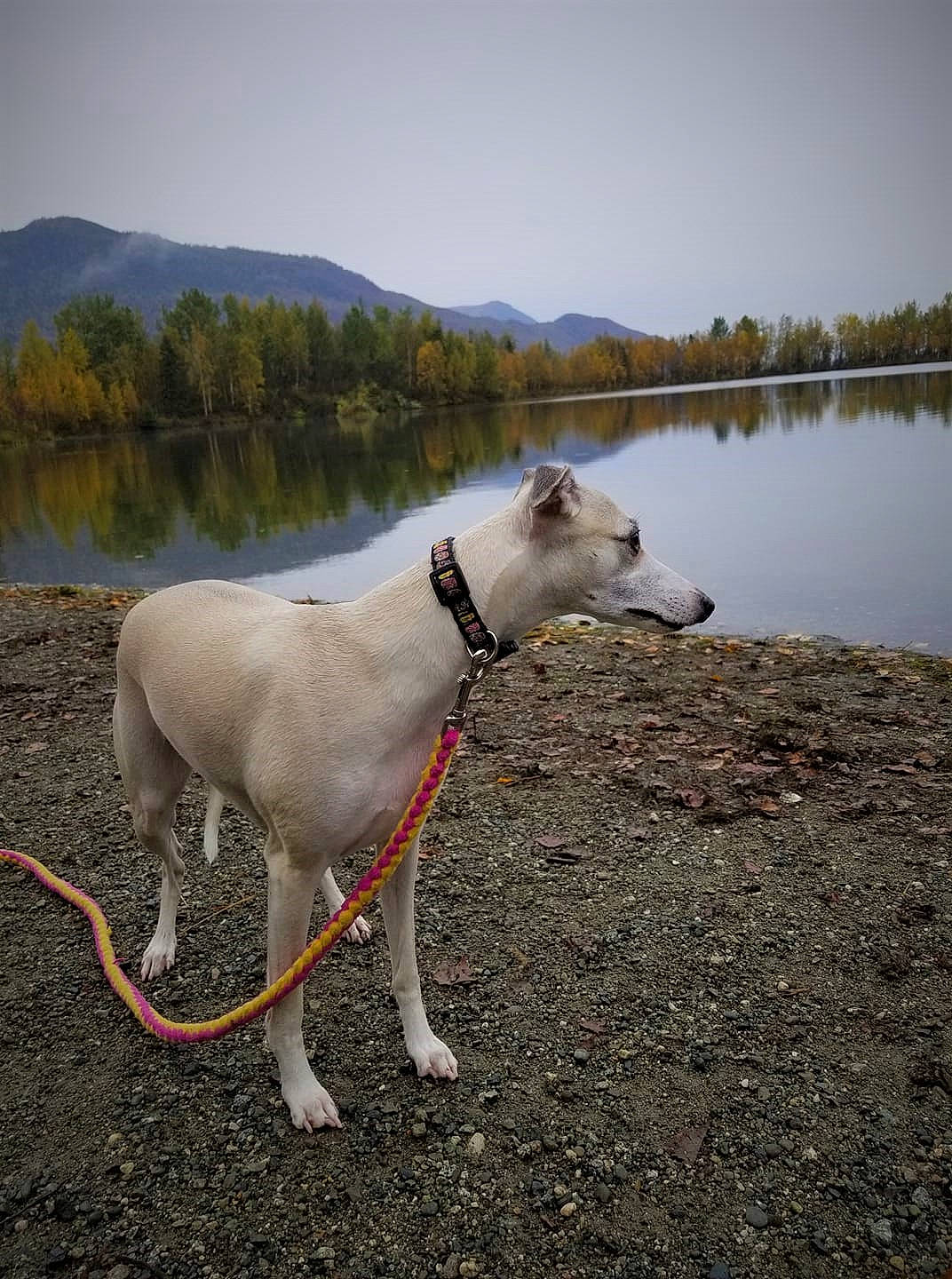 Saga is registered to the contest to win money with this photo: atmospheric_phenomenon, canidae, carnivore, dog, dog_breed, galgo_espanol, greyhound, lake, leash, lurcher, polish_greyhound, river, sighthound, tail, water, whippet