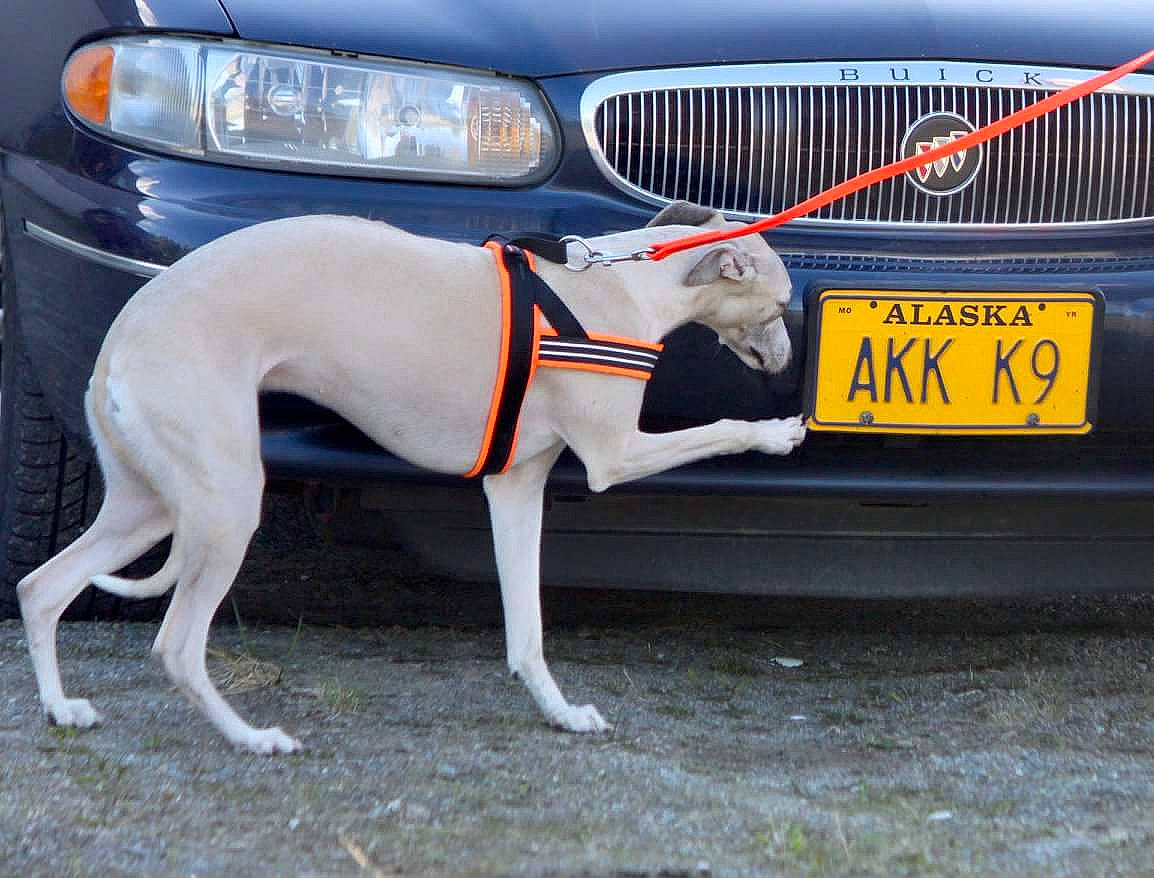 Saga is registered to the contest to win money with this photo: automotive_exterior, bumper, canidae, car, carnivore, dog, dog_breed, full_size_car, grille, vehicle