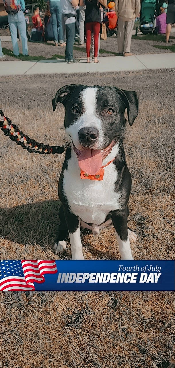 Cairo joined the competition — help win amazing prizes! canidae, carnivore, collar, companion_dog, dog, dog_breed, dog_collar, dog_supply, fawn, flag_of_the_united_states, leash, paw, pet_supply, photo_caption, snout, sporting_group, whiskers, winter, working_animal, working_dog