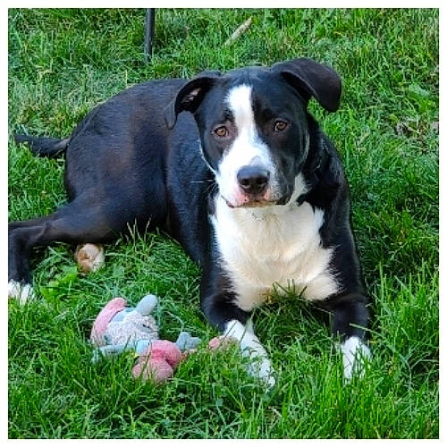 Cairo is registered to the contest to win money with this photo: borador, canidae, carnivore, companion_dog, dog, dog_breed, grass, herding_dog, hunting_dog, lawn, mcnab, plant, puppy, snout, sporting_group, tail, terrestrial_animal, whiskers, working_animal, working_dog