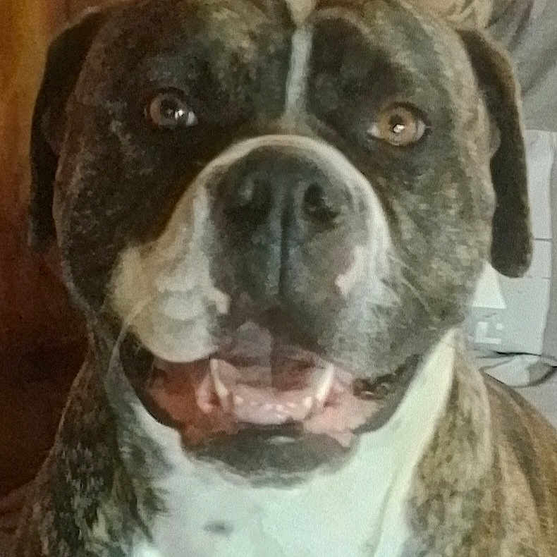 Coco joined the competition — help win amazing prizes! animal, brindle, canine, close_up, companion, cute, dog, domestic_animal, ears, face, friendly, fur, happy, indoor, looking_at_camera, mouth, pet, portrait, smiling, teeth