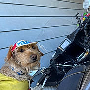Tyler Cassey is registered to the contest to win money with this photo: dog, pet, animal, motorcycle, hat, yellow_hoodie, outdoor, curious, scruffy, leash, side_view, vehicle, handlebars, mirror, fur, portrait, casual, companion, closeup, accessory
