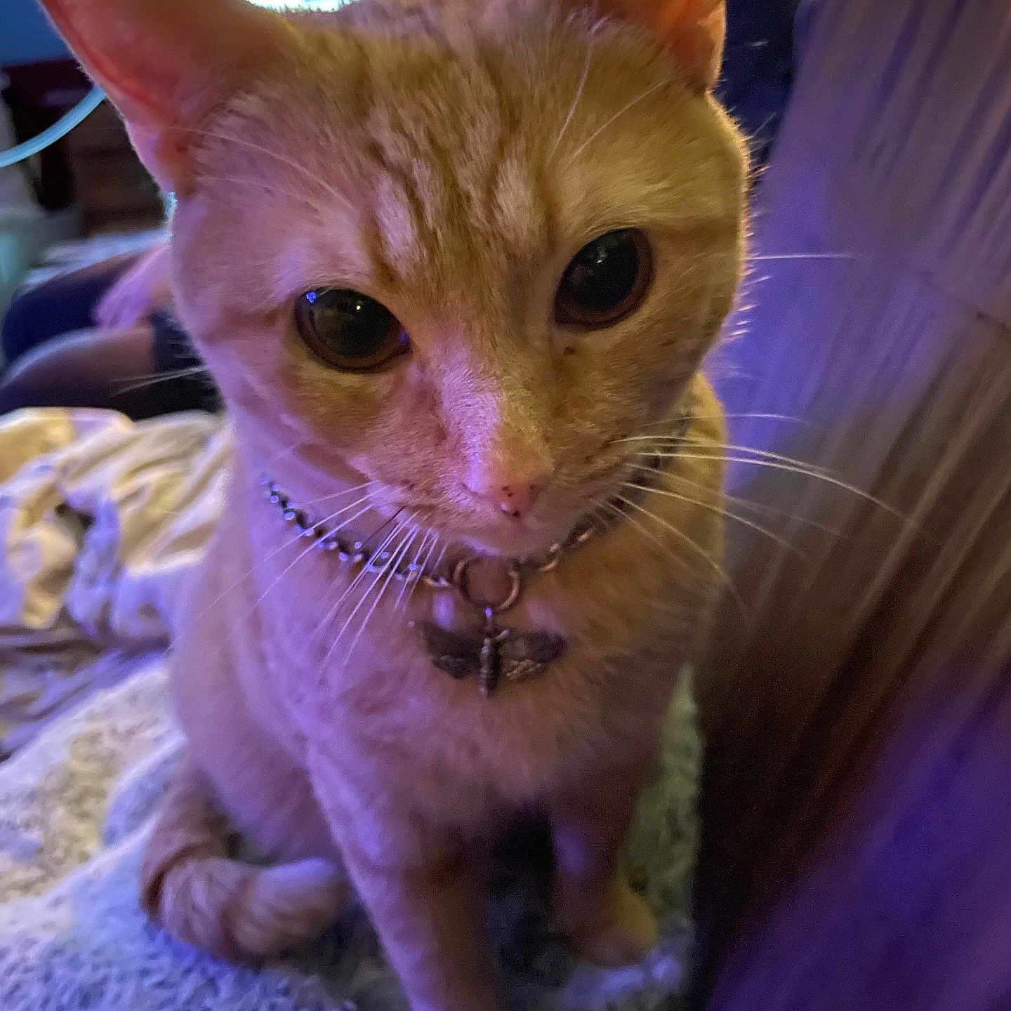 Zarria is registered to the contest to win money with this photo: animal, cat, charm, close_up, collar, curious, cute, decorative, domestic, feline, fur, furniture, indoor, orange_tabby, pet, portrait, sitting, soft_texture, warm_lighting, whiskers