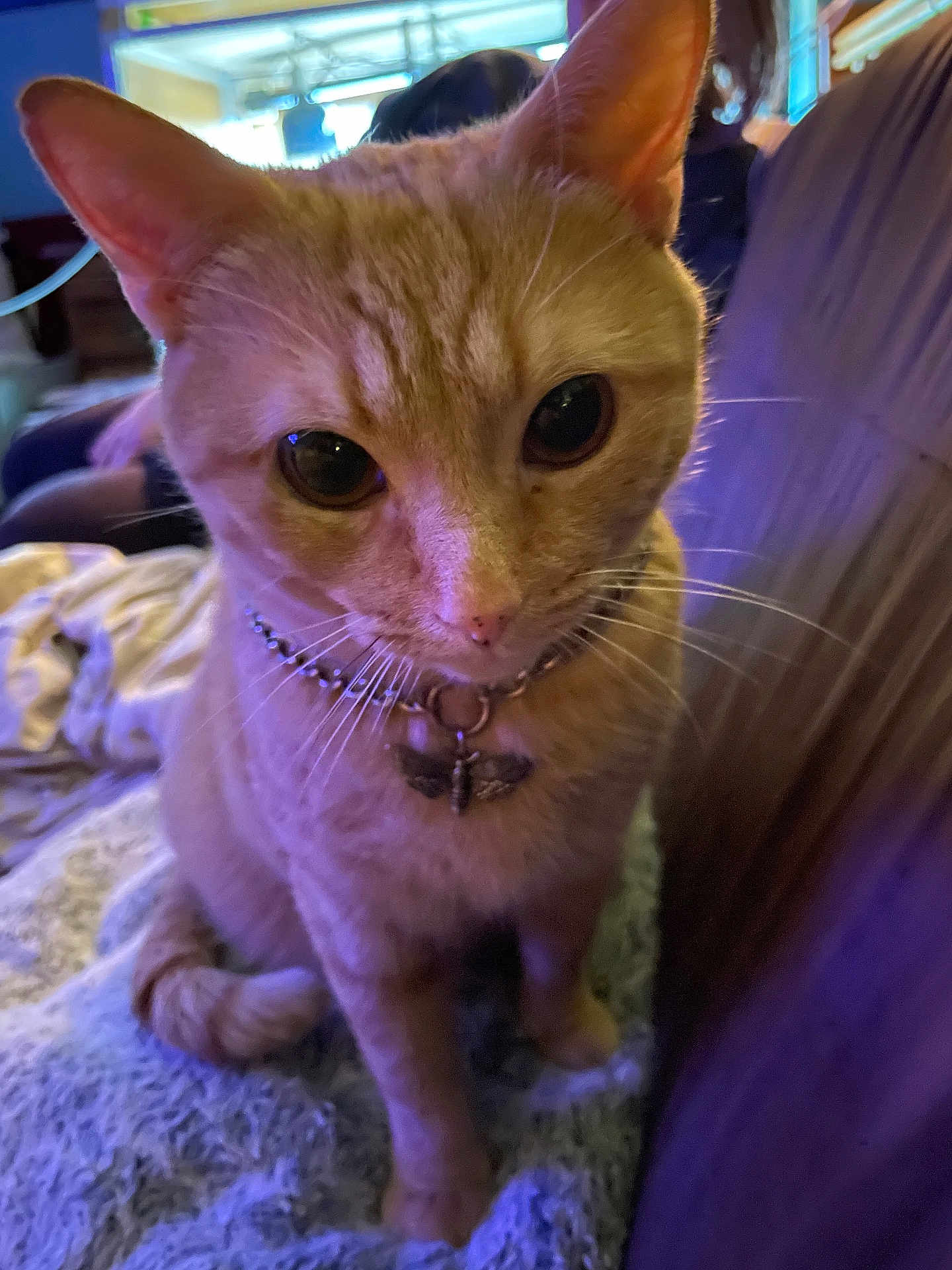 Zarria