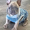puppy, french_bulldog, dog, pet, cute, striped_shirt, clothing, floor, wooden_floor, sitting, small, ears, eyes, animal, mammal, indoor, young, adorable, portrait, looking