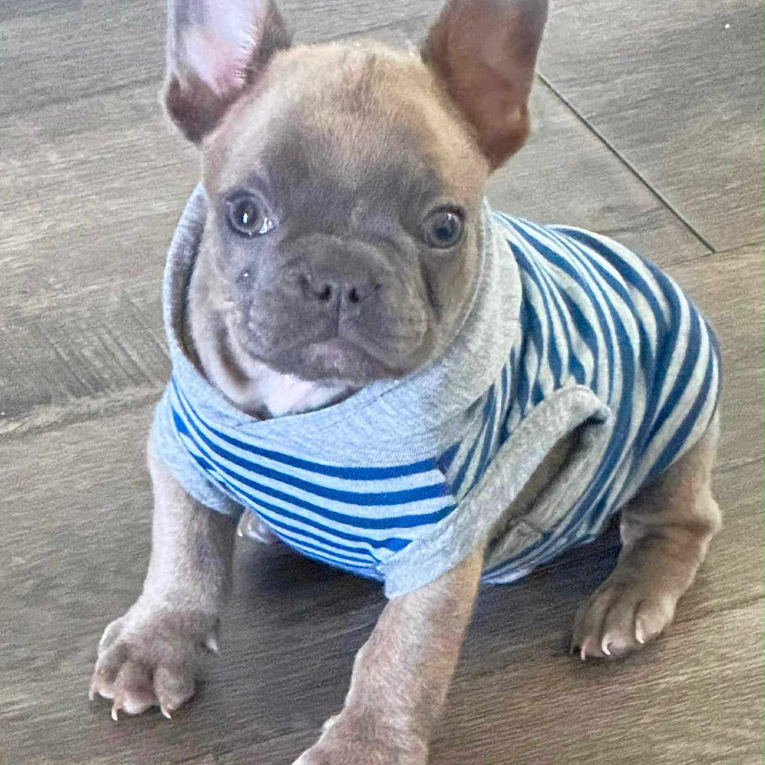 Shadow is registered to the contest to win money with this photo: puppy, french_bulldog, dog, pet, cute, striped_shirt, clothing, floor, wooden_floor, sitting, small, ears, eyes, animal, mammal, indoor, young, adorable, portrait, looking
