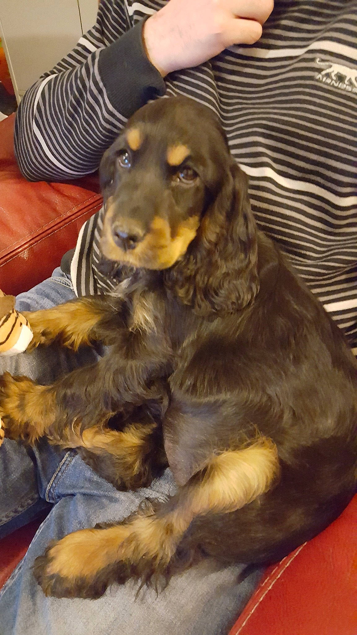 Olympe a rejoint le concours — aidez-le/la à gagner de superbes lots ! canidae, carnivore, cocker_spaniel, companion_dog, dog, dog_breed, english_cocker_spaniel, field_spaniel, german_spaniel, gordon_setter, mammal, rare_breed_dog, russian_spaniel, setter, spaniel, sporting_group, vertebrate