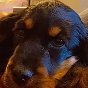 Olympe participe au concours pour gagner de l'argent avec cette photo : canidae, carnivore, companion_dog, dog, dog_breed, hovawart, mammal, nose, puppy, rare_breed_dog, rottweiler, snout, sporting_group, vertebrate