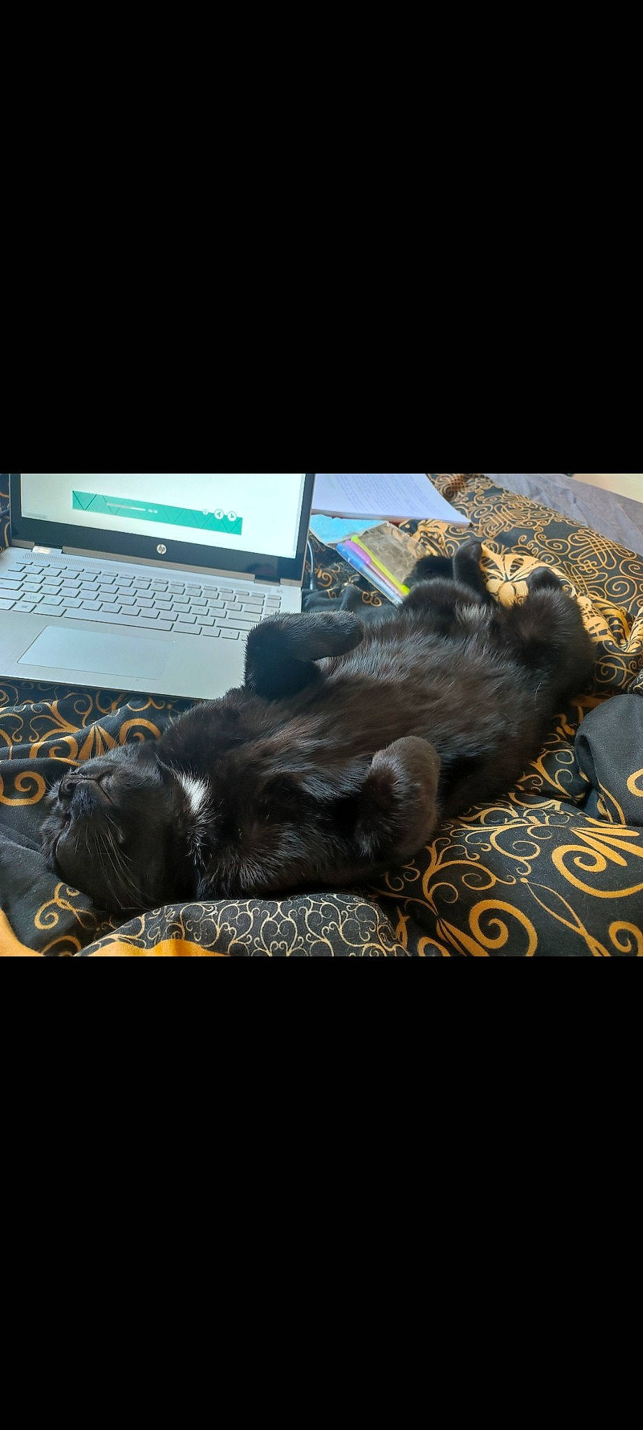 Réglisse a rejoint le concours — aidez-le/la à gagner de superbes lots ! carnivore, comfort, computer, computer_hardware, computer_keyboard, dog_breed, felidae, fur, gadget, input_device, laptop, netbook, output_device, personal_computer, small_to_medium_sized_cats, snout, space_bar, tail, whiskers, working_animal