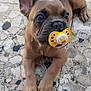 Cachou participe au concours pour gagner de l'argent avec cette photo : animal, boxer, bulldog, canine, cobblestone, dog, flagstone, frenchbulldog, hound, path, pebble, pet, pitbull, puppy, road, rock, slate, terrier, walkway