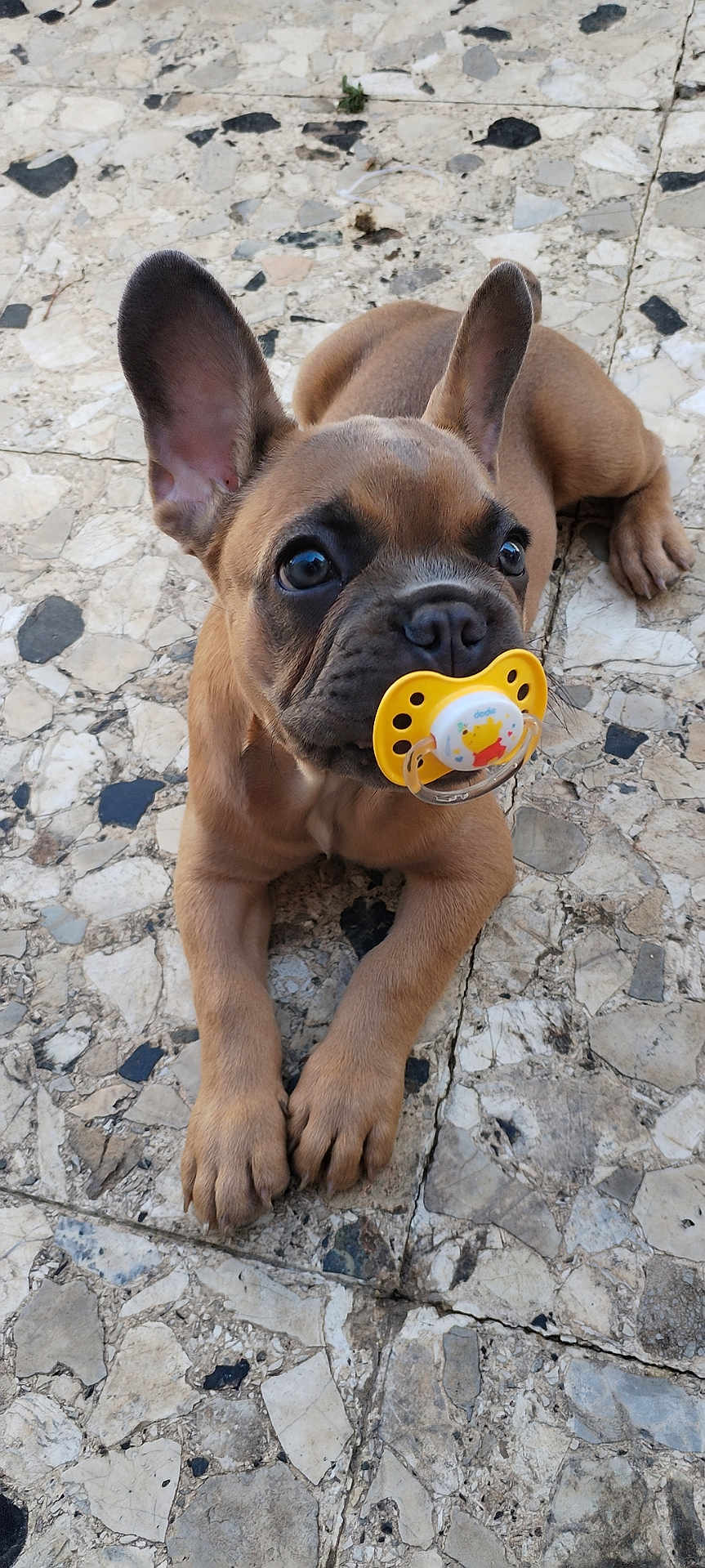 Cachou participe au concours pour gagner de l'argent avec cette photo : animal, boxer, bulldog, canine, cobblestone, dog, flagstone, frenchbulldog, hound, path, pebble, pet, pitbull, puppy, road, rock, slate, terrier, walkway