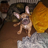 Cachou participe au concours pour gagner de l'argent avec cette photo : animal, bed, bedroom, blanket, boxer, bulldog, canine, couch, cushion, dog, frenchbulldog, furniture, homedecor, hound, indoors, interiordesign, pet, pitbull, puppy, room