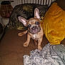 animal, bed, bedroom, blanket, boxer, bulldog, canine, couch, cushion, dog, frenchbulldog, furniture, homedecor, hound, indoors, interiordesign, pet, pitbull, puppy, room