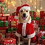 dog, christmas, holiday, santa_claus, costume, presents, gifts, festive, lights, decorations, smiling, cute, pet, indoor, celebration, red, green, white, fur, seasonal