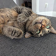 Michael is registered to the contest to win money with this photo: cat, tabby, green_eyes, lying_down, upside_down, whiskers, feline, pet, fur, closeup, indoors, relaxed, couch, gray_fabric, cute, animal, domestic_cat, soft, paw, nose