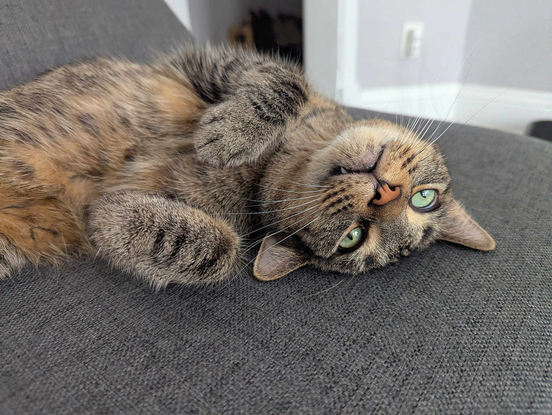Michael is registered to the contest to win money with this photo: cat, tabby, green_eyes, lying_down, upside_down, whiskers, feline, pet, fur, closeup, indoors, relaxed, couch, gray_fabric, cute, animal, domestic_cat, soft, paw, nose