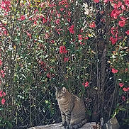 Misty is registered to the contest to win money with this photo: cat, tabby_cat, flowering_bush, pink_flowers, log, nature, outdoor, sunlight, plant, leaves, fence, tree_trunk, rock, wildlife, animal, pet, garden, daylight, sitting, fur