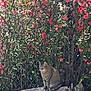 cat, tabby_cat, flowering_bush, pink_flowers, log, nature, outdoor, sunlight, plant, leaves, fence, tree_trunk, rock, wildlife, animal, pet, garden, daylight, sitting, fur