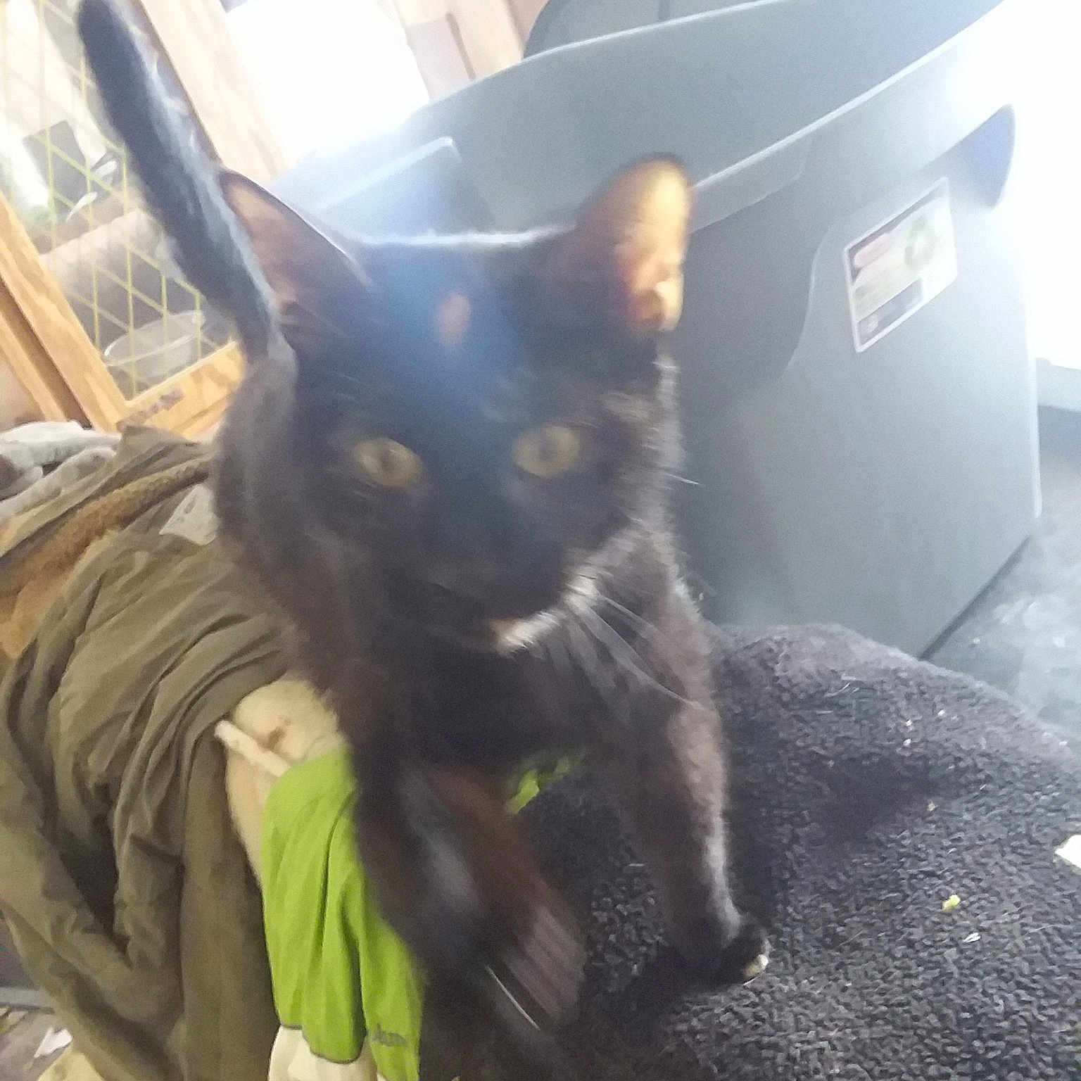 Missy joined the competition — help win amazing prizes! asian, black_cat, bombay, carnivore, cat, domestic_short_haired_cat, felidae, german_rex, kitten, korat, nebelung, russian_blue, small_to_medium_sized_cats, snout, tail, whiskers