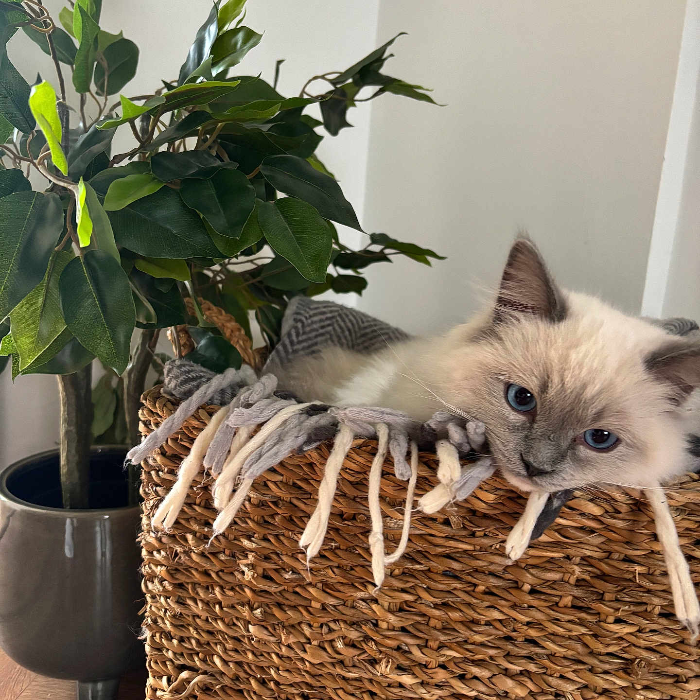 Gepetto joined the competition — help win amazing prizes! basket, blanket, blue_eyes, cat, comfort, cozy, curious, fur, furniture, green_leaves, home_decor, indoor, pet, plant, pot, relaxed, resting, soft, wood_floor, woven