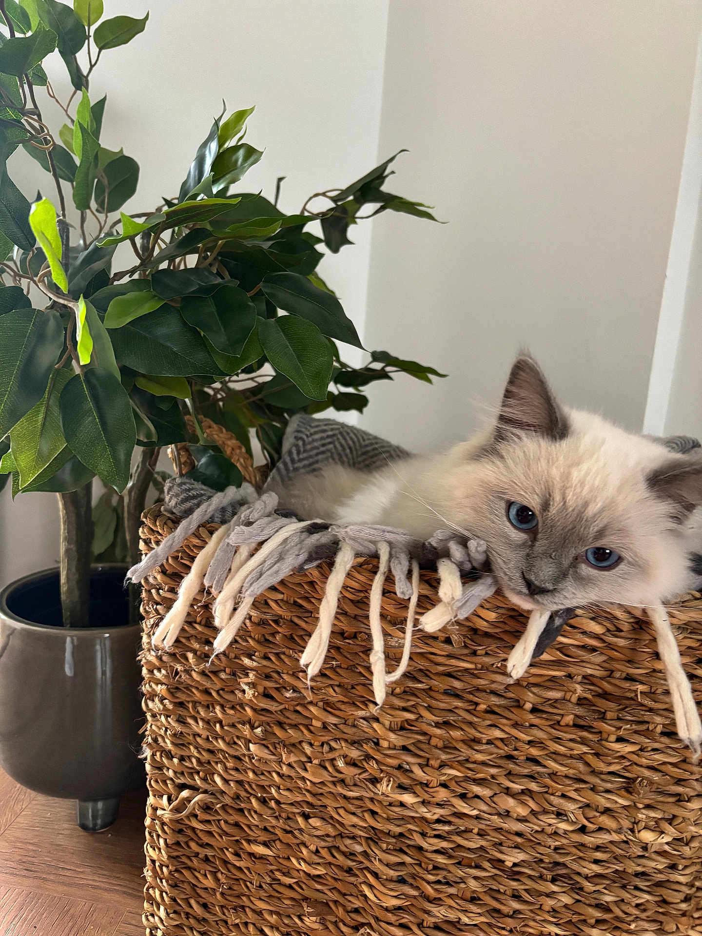 Gepetto joined the competition — help win amazing prizes! cat, basket, blanket, plant, pot, furniture, wood_floor, indoor, cozy, relaxed, blue_eyes, woven, green_leaves, home_decor, pet, resting, fur, curious, comfort, soft